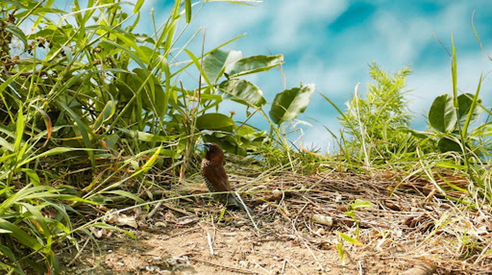Scaly-Breasted Munia (Lonchura punctulata): Moving Through Coastal Vegetation Surrounding Angel’s Billabong Scaly-Breasted Munia (Lonchura punctulata): Moving Through Coastal Vegetation Surrounding Angel’s Billabong