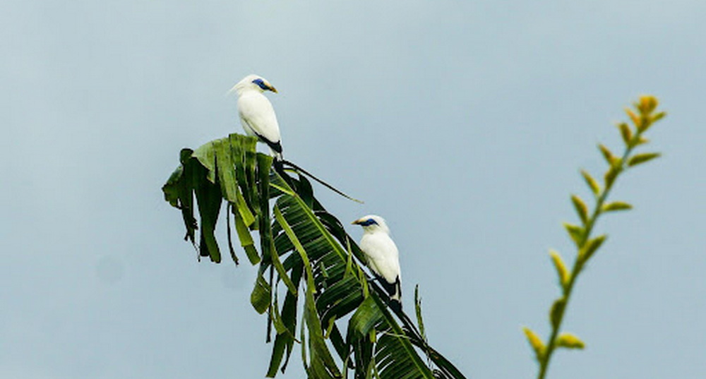 Bali Starling (Leucopsar Rothschildi): Two Bali Starling’s Overlooking the Surrounding Scenery Bali Starling (Leucopsar Rothschildi): Two Bali Starling’s Overlooking the Surrounding Scenery