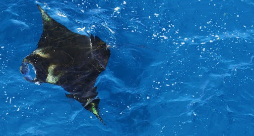 Manta Ray: Observed From Dolphin Beach Viewpoint Along Nusa Penida’s Western Coastline Manta Ray: Observed From Dolphin Beach Viewpoint Along Nusa Penida’s Western Coastline