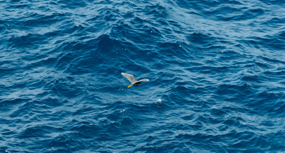 Pacific Reef Herons (Egretta Sacra): Moving Above Open Coastal Waters in Front of the Octopus Queen Pacific Reef Herons (Egretta Sacra): Moving Above Open Coastal Waters in Front of the Octopus Queen