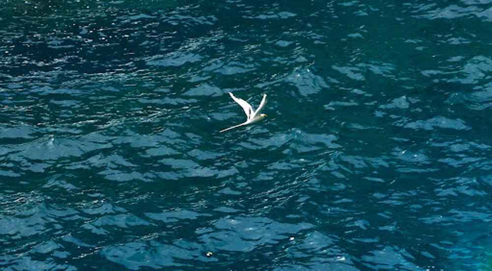 White-Tailed Tropicbirds (Phaethon lepturus): Gliding Above Open Ocean, Visible From Dolphin Beach Viewpoint White-Tailed Tropicbirds (Phaethon lepturus): Gliding Above Open Ocean, Visible From Dolphin Beach Viewpoint