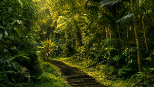 Gunung Adeng Jungle Path