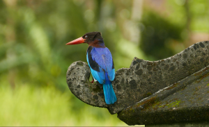 Javan Kingfisher Ubud Ricefields