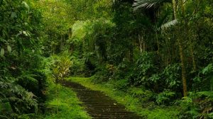 Path to Gunung Adeng Jungle