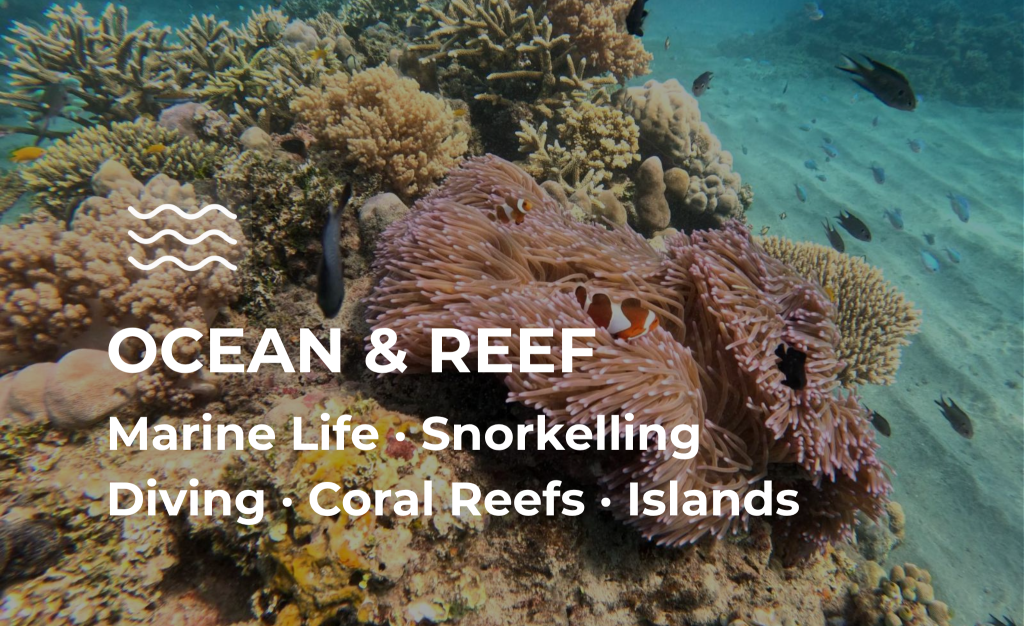 Ocean & Reef Diagram for Homepage